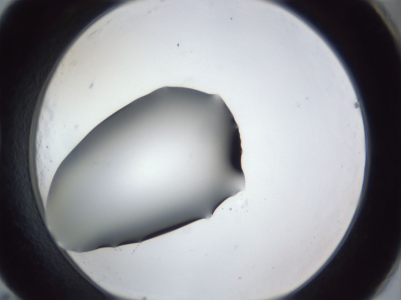 folderID41_plateID1041_batchID2098_wellNum83_profileID1_d1_r45548_ef.jpg
