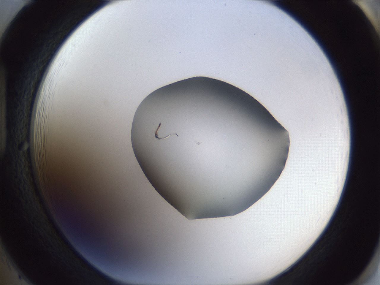 folderID41_plateID1041_batchID2098_wellNum85_profileID1_d1_r45552_ef.jpg