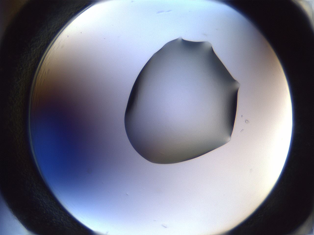 folderID41_plateID1041_batchID2098_wellNum85_profileID1_d2_r45553_ef.jpg