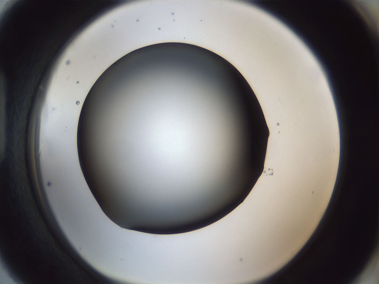 folderID41_plateID1041_batchID2098_wellNum90_profileID1_d1_r45562_ef.jpg