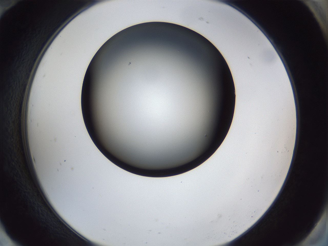 folderID41_plateID1041_batchID2098_wellNum94_profileID1_d2_r45571_ef.jpg