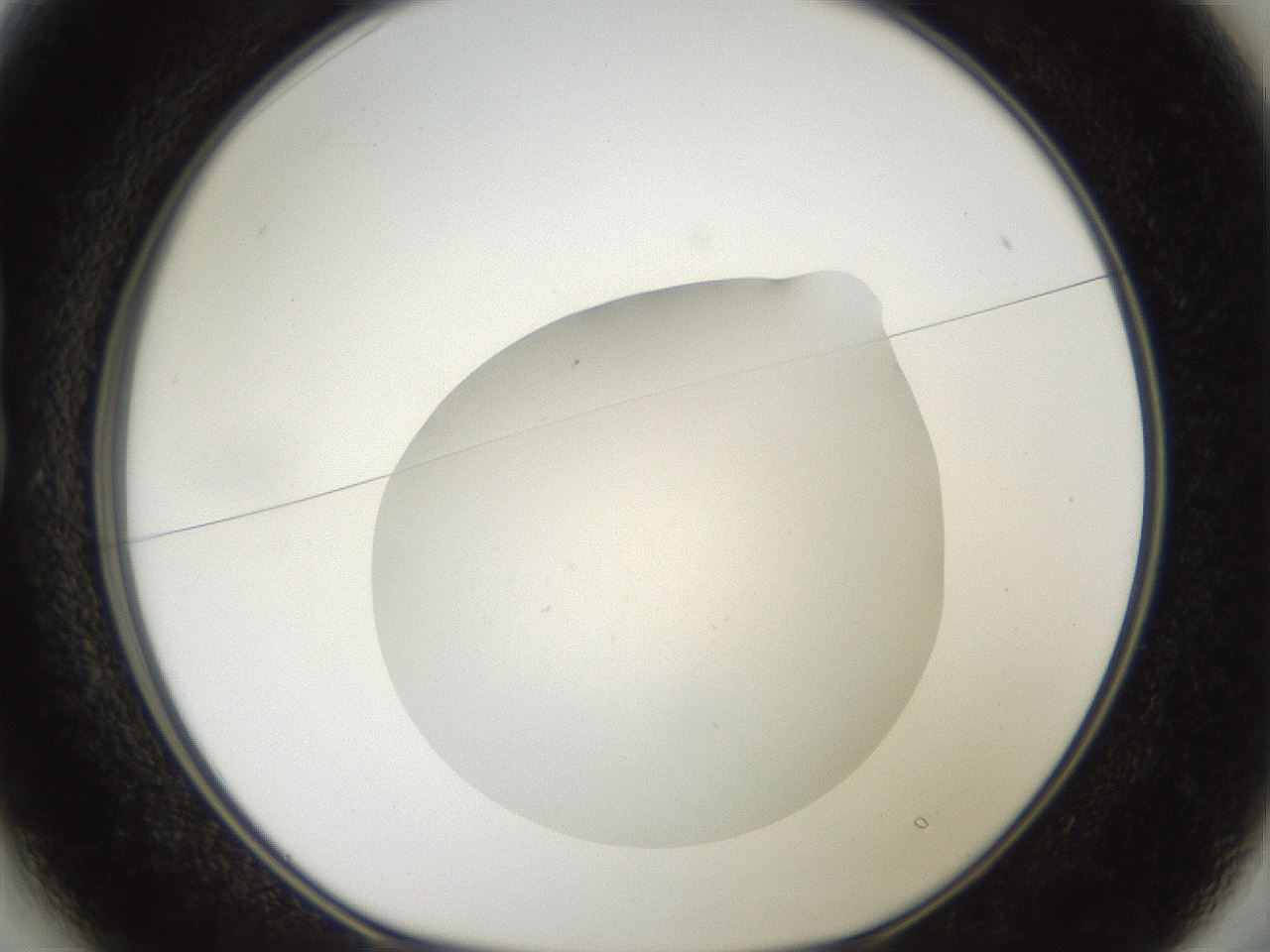 folderID41_plateID2041_batchID9006_wellNum13_profileID1_d1_r137295_ef.jpg