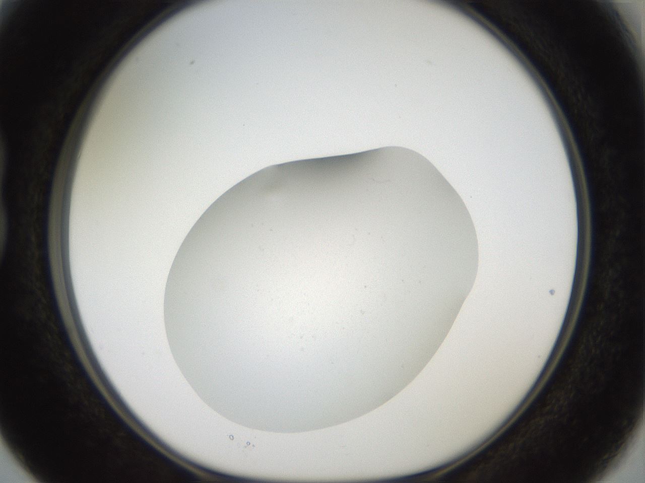 folderID41_plateID2041_batchID9006_wellNum15_profileID1_d1_r137299_ef.jpg