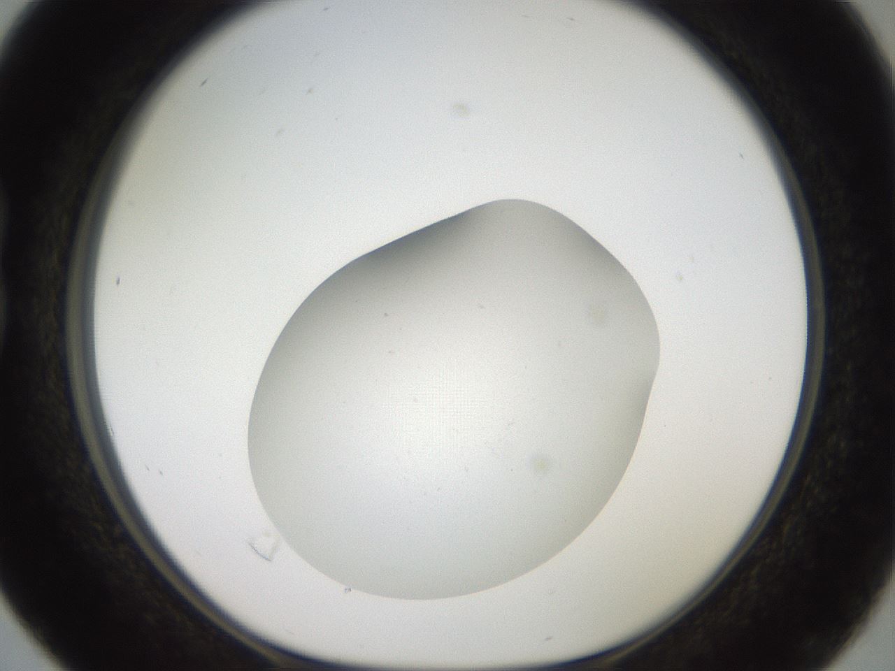 folderID41_plateID2041_batchID9006_wellNum16_profileID1_d1_r137301_ef.jpg