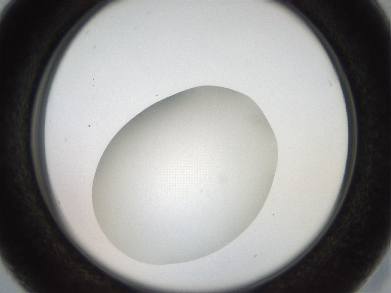 folderID41_plateID2041_batchID9006_wellNum16_profileID1_d2_r137302_ef.jpg