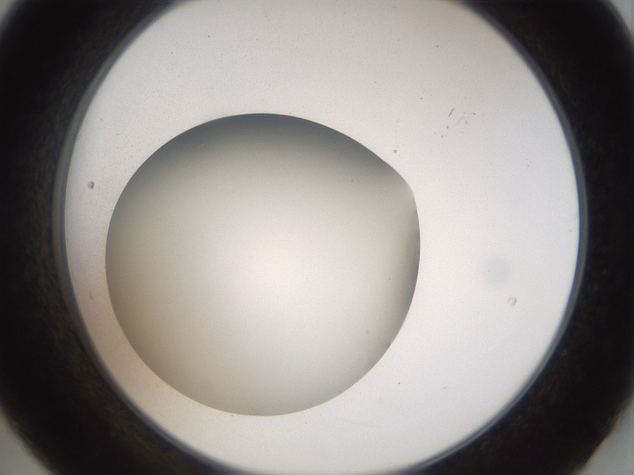folderID41_plateID2041_batchID9006_wellNum21_profileID1_d2_r137312_ef.jpg