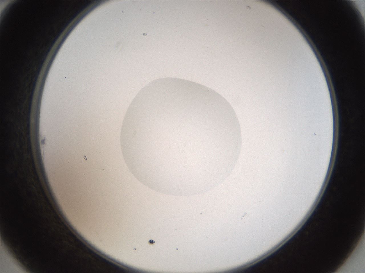 folderID41_plateID2041_batchID9006_wellNum22_profileID1_d2_r137314_ef.jpg