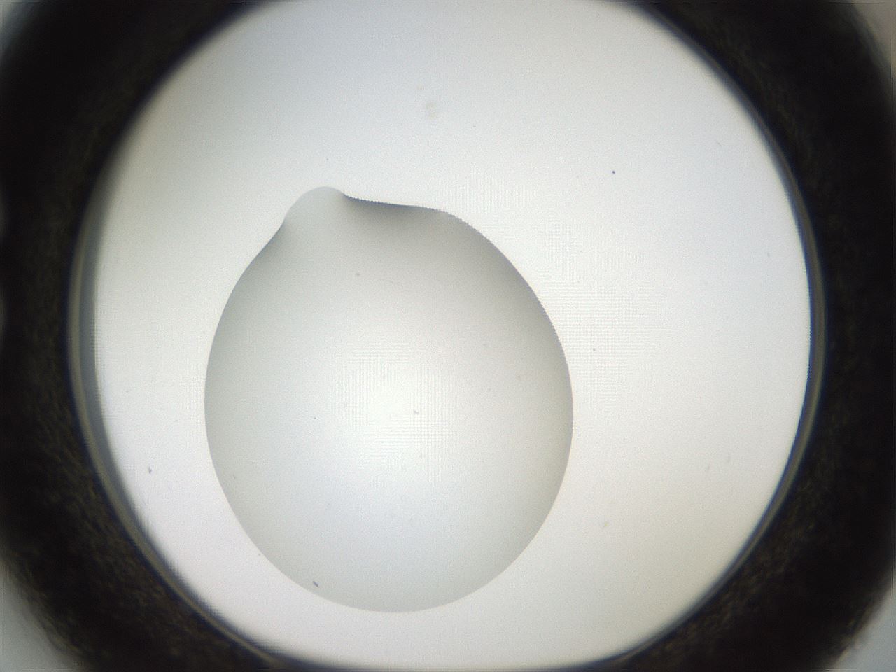 folderID41_plateID2041_batchID9006_wellNum27_profileID1_d1_r137323_ef.jpg