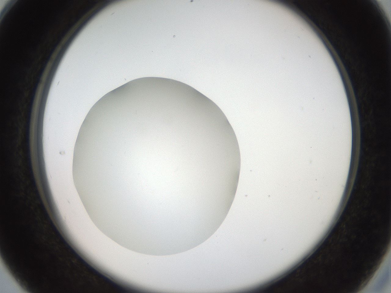 folderID41_plateID2041_batchID9006_wellNum28_profileID1_d2_r137326_ef.jpg