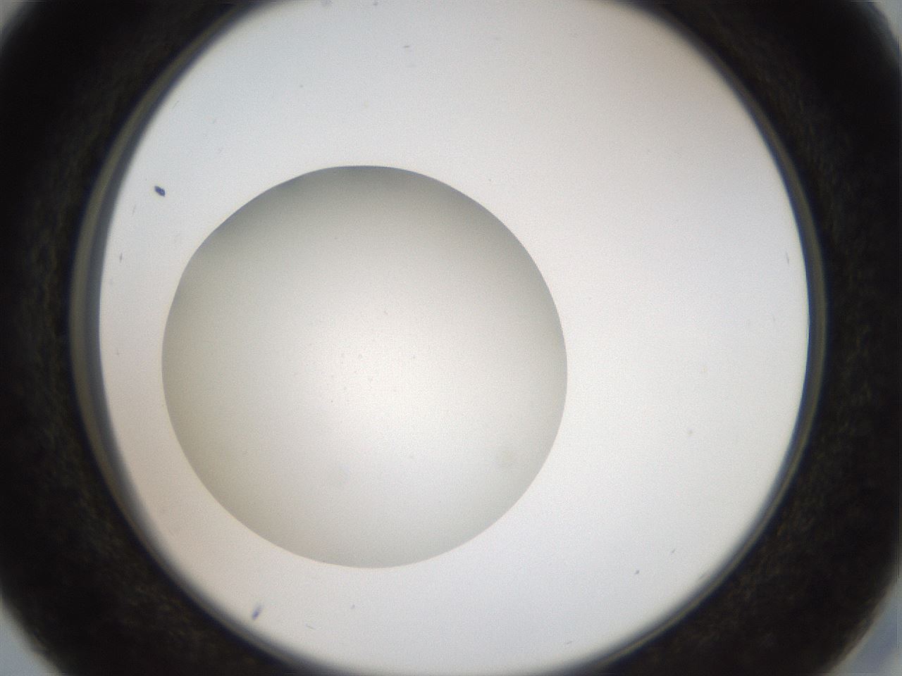 folderID41_plateID2041_batchID9006_wellNum29_profileID1_d2_r137328_ef.jpg