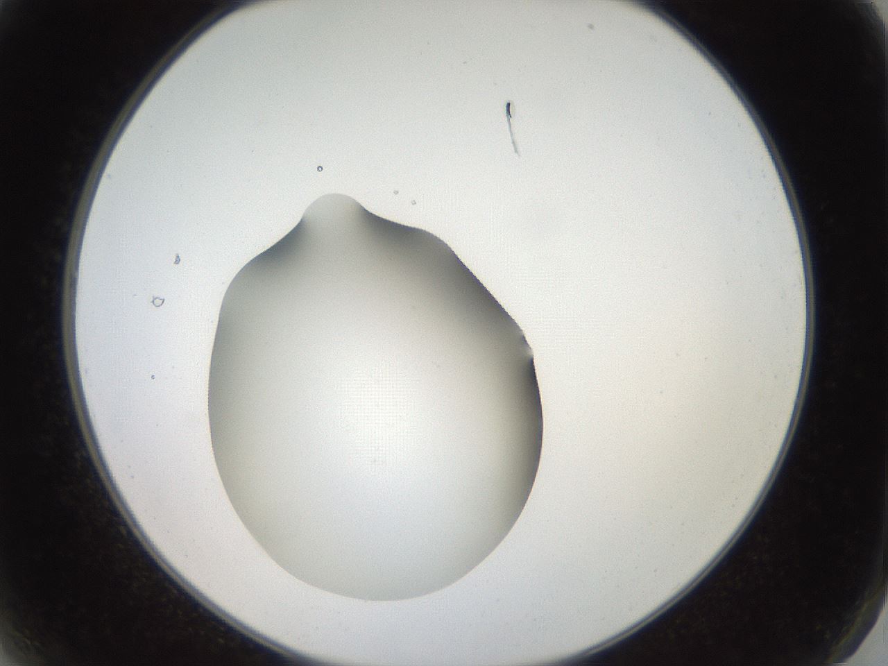 folderID41_plateID2041_batchID9006_wellNum2_profileID1_d2_r137274_ef.jpg