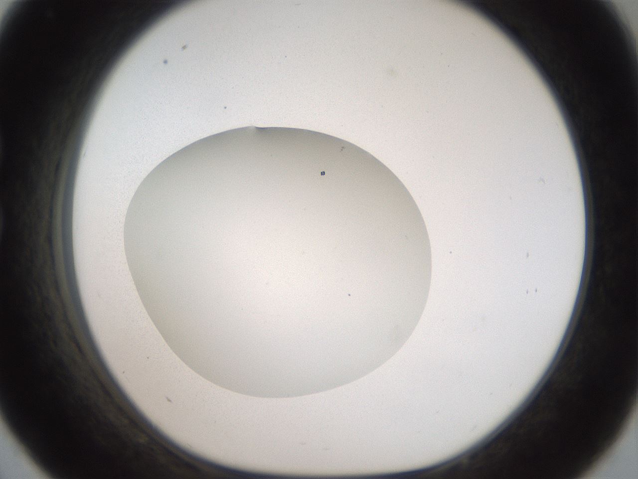 folderID41_plateID2041_batchID9006_wellNum33_profileID1_d1_r137335_ef.jpg