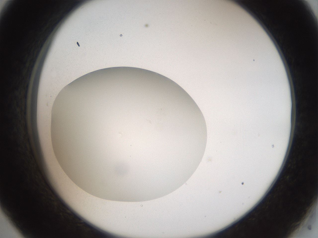 folderID41_plateID2041_batchID9006_wellNum33_profileID1_d2_r137336_ef.jpg