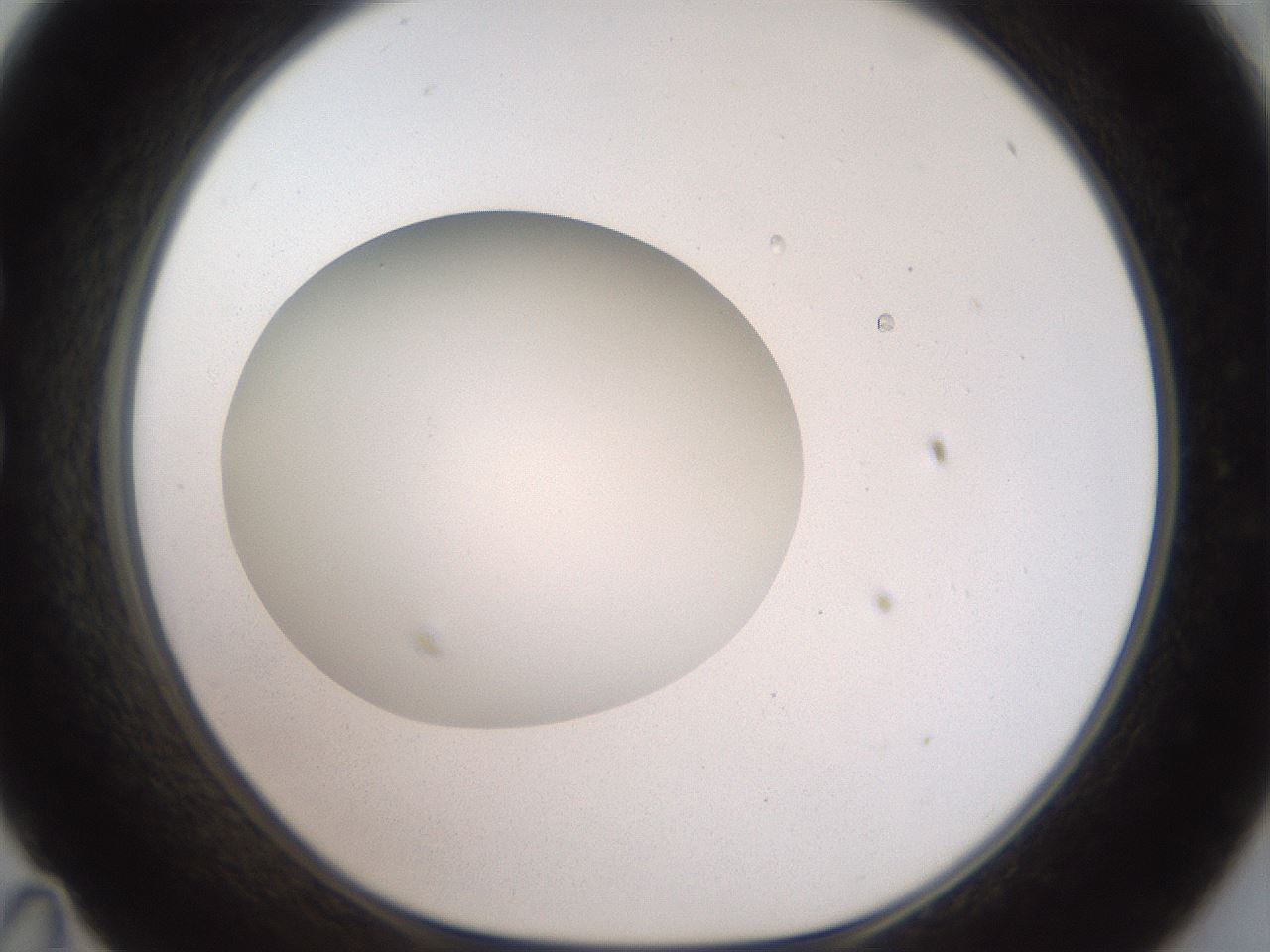 folderID41_plateID2041_batchID9006_wellNum35_profileID1_d1_r137339_ef.jpg