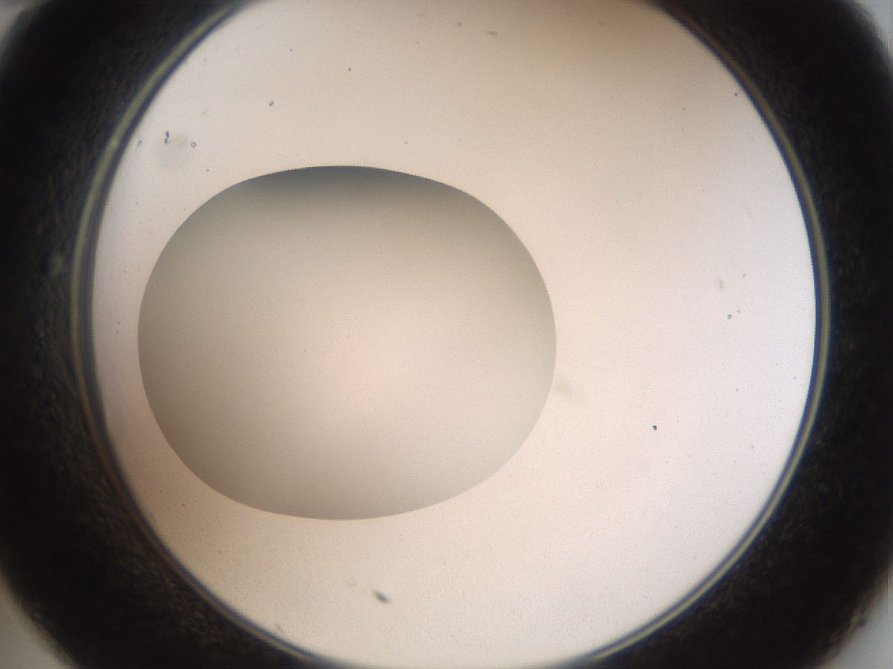 folderID41_plateID2041_batchID9006_wellNum35_profileID1_d2_r137340_ef.jpg