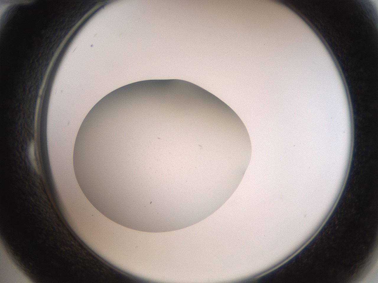 folderID41_plateID2041_batchID9006_wellNum24_profileID1_d2_r137318_ef.jpg