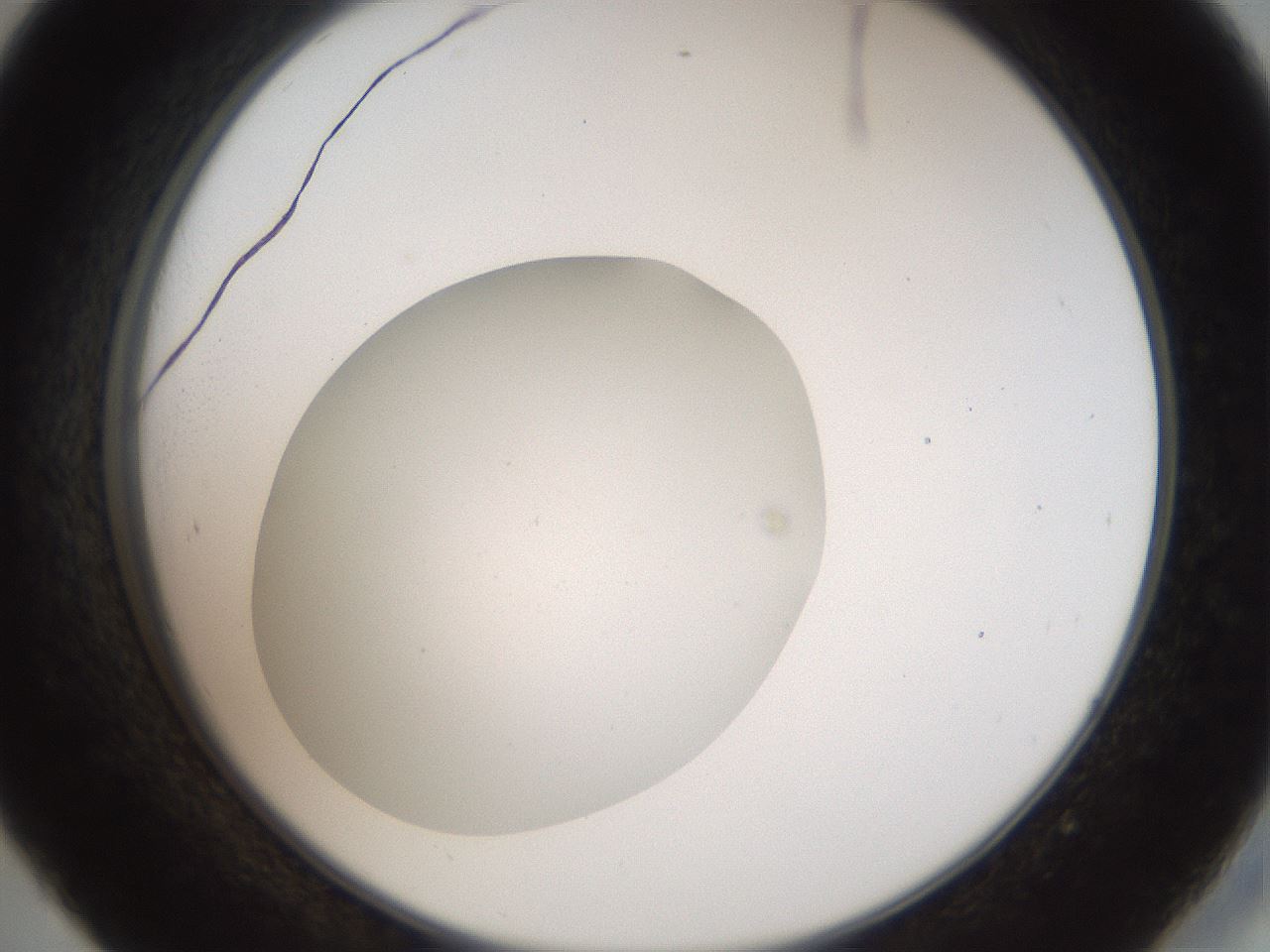 folderID41_plateID2041_batchID9006_wellNum45_profileID1_d2_r137360_ef.jpg