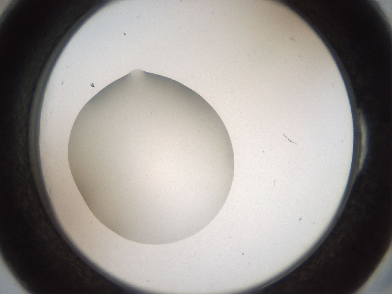 folderID41_plateID2041_batchID9006_wellNum54_profileID1_d2_r137378_ef.jpg