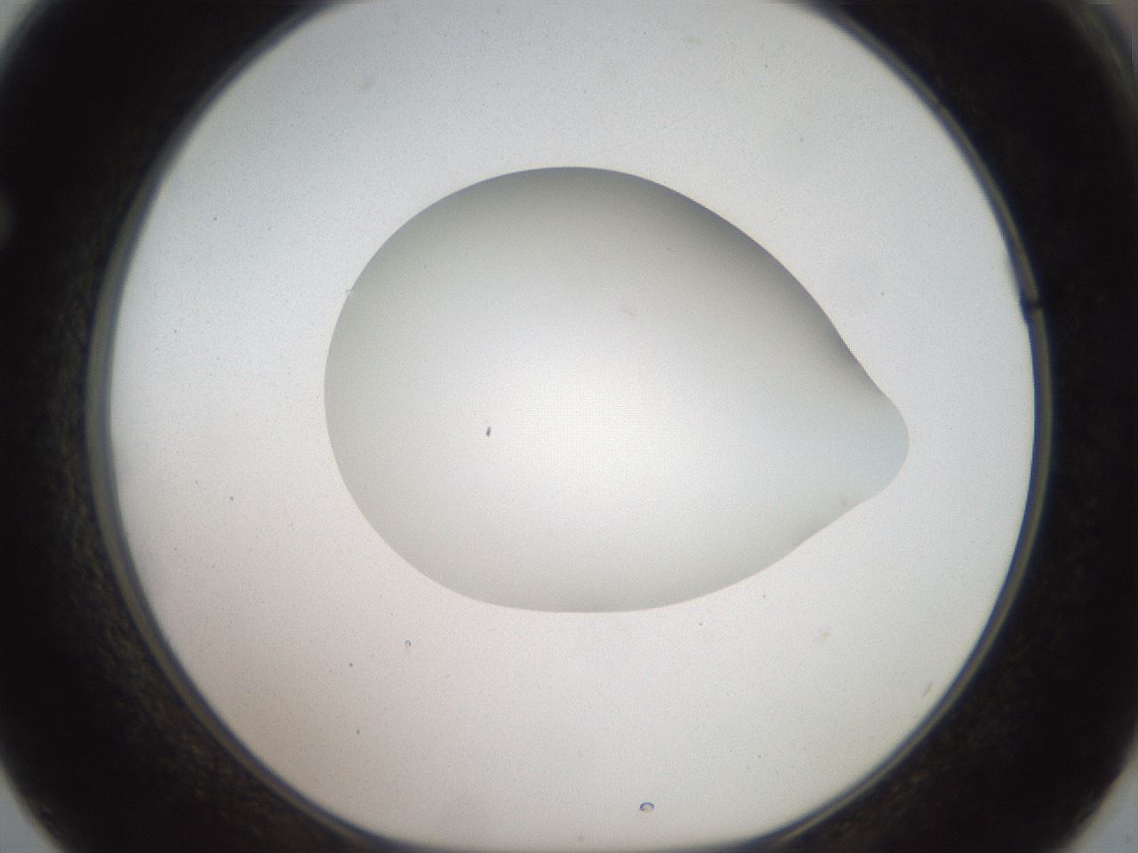 folderID41_plateID2041_batchID9006_wellNum62_profileID1_d1_r137393_ef.jpg