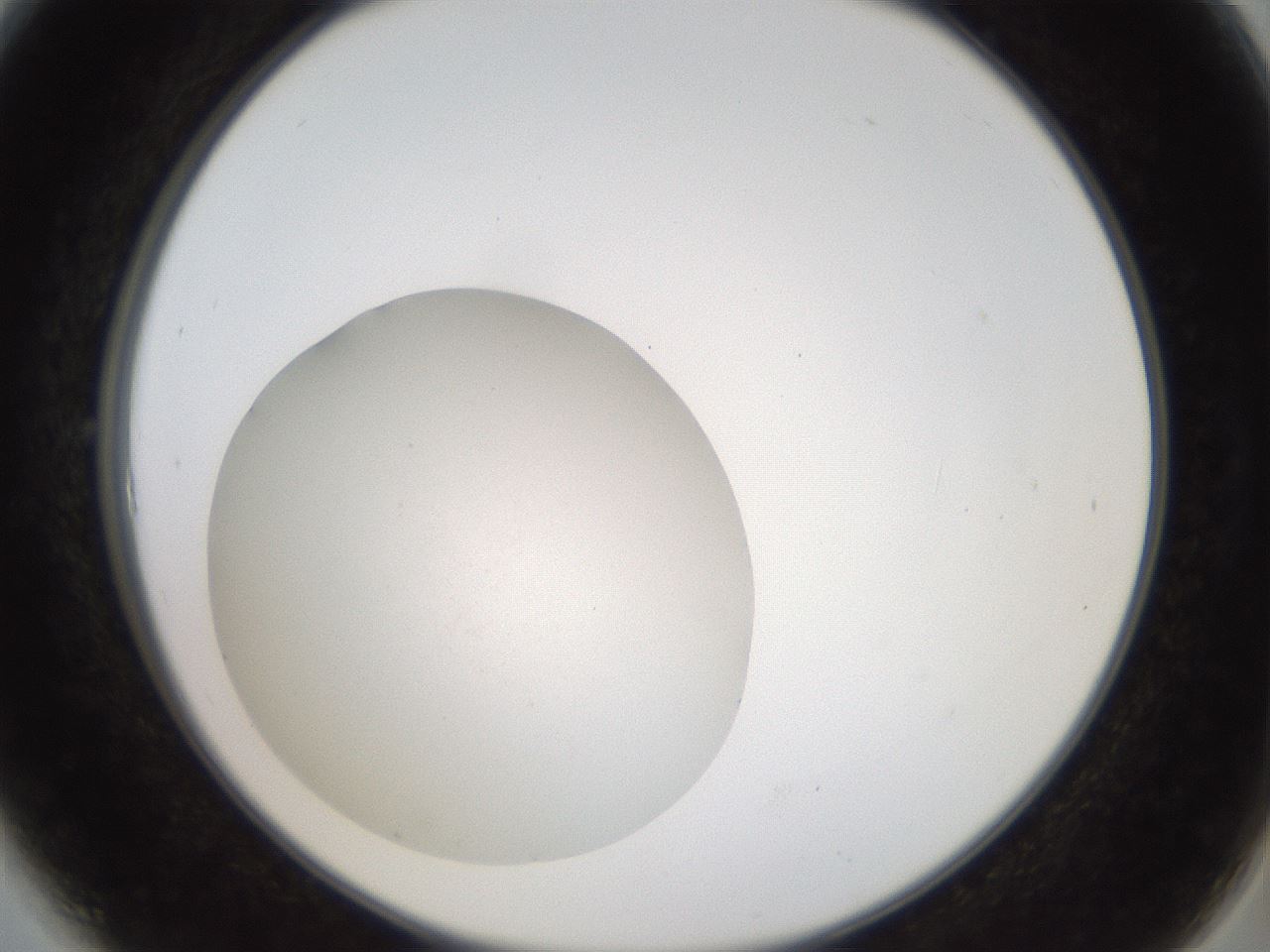 folderID41_plateID2041_batchID9006_wellNum6_profileID1_d2_r137282_ef.jpg