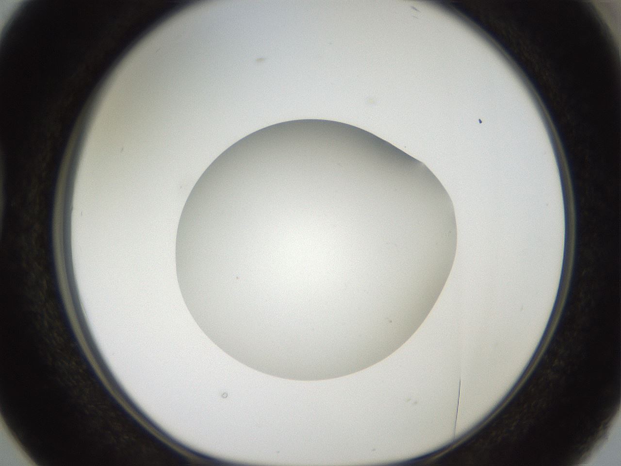 folderID41_plateID2041_batchID9006_wellNum38_profileID1_d1_r137345_ef.jpg