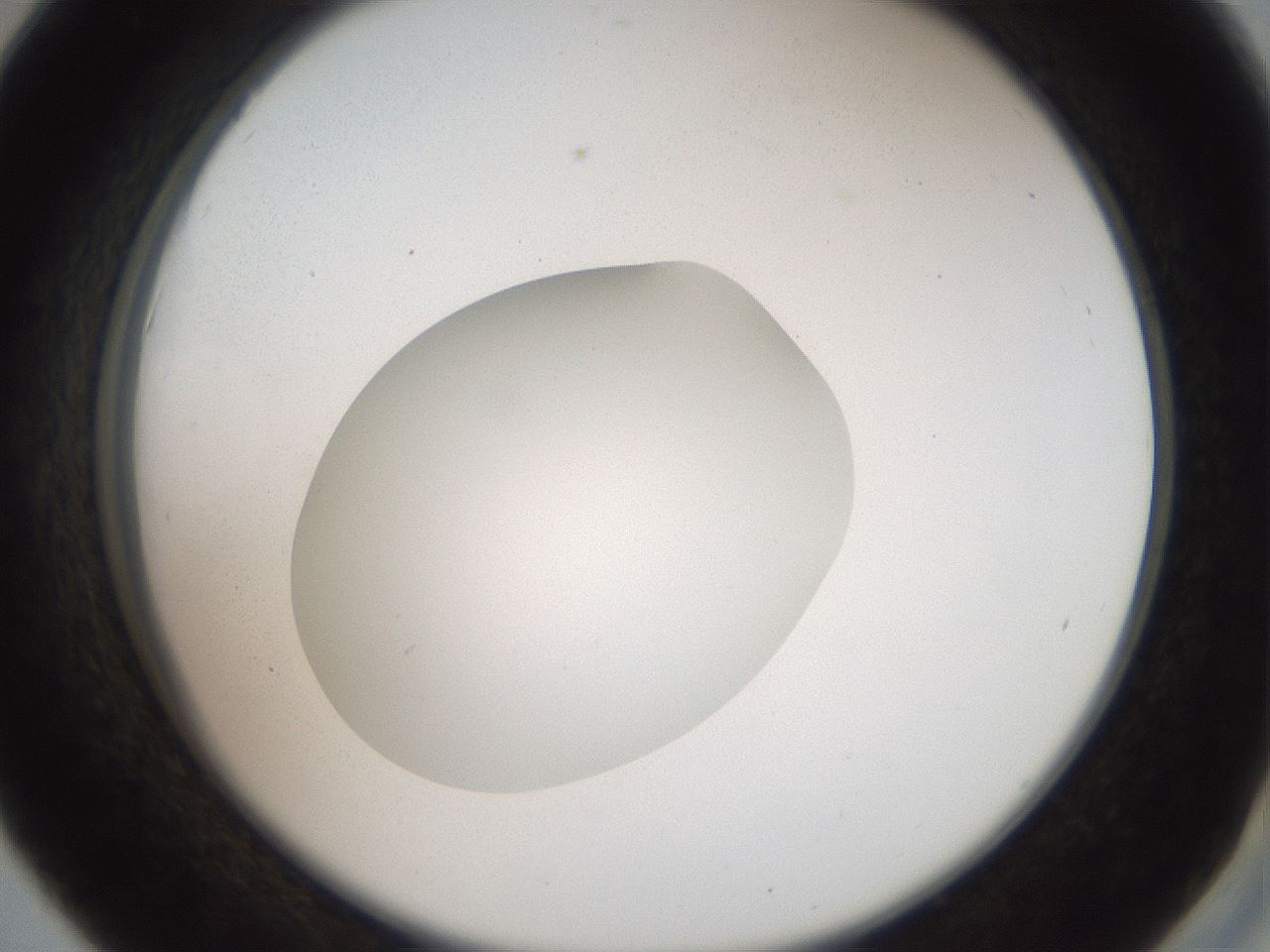 folderID41_plateID2041_batchID9006_wellNum42_profileID1_d2_r137354_ef.jpg