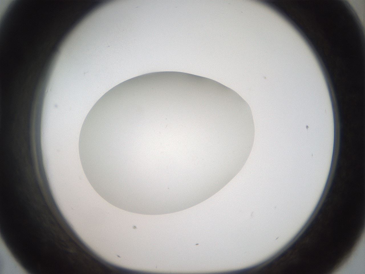 folderID41_plateID2041_batchID9006_wellNum43_profileID1_d1_r137355_ef.jpg