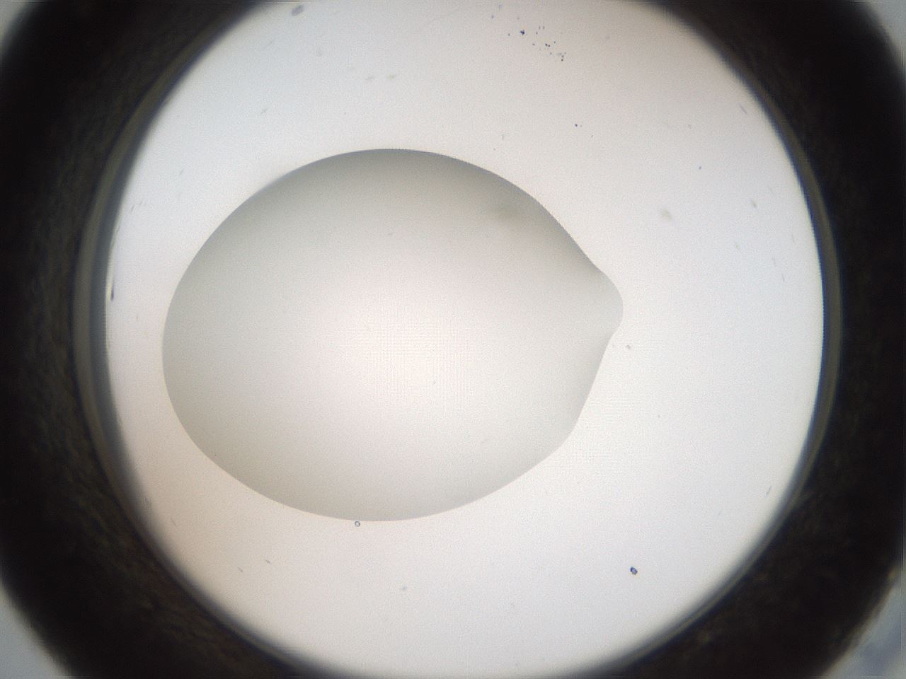 folderID41_plateID2041_batchID9006_wellNum43_profileID1_d2_r137356_ef.jpg