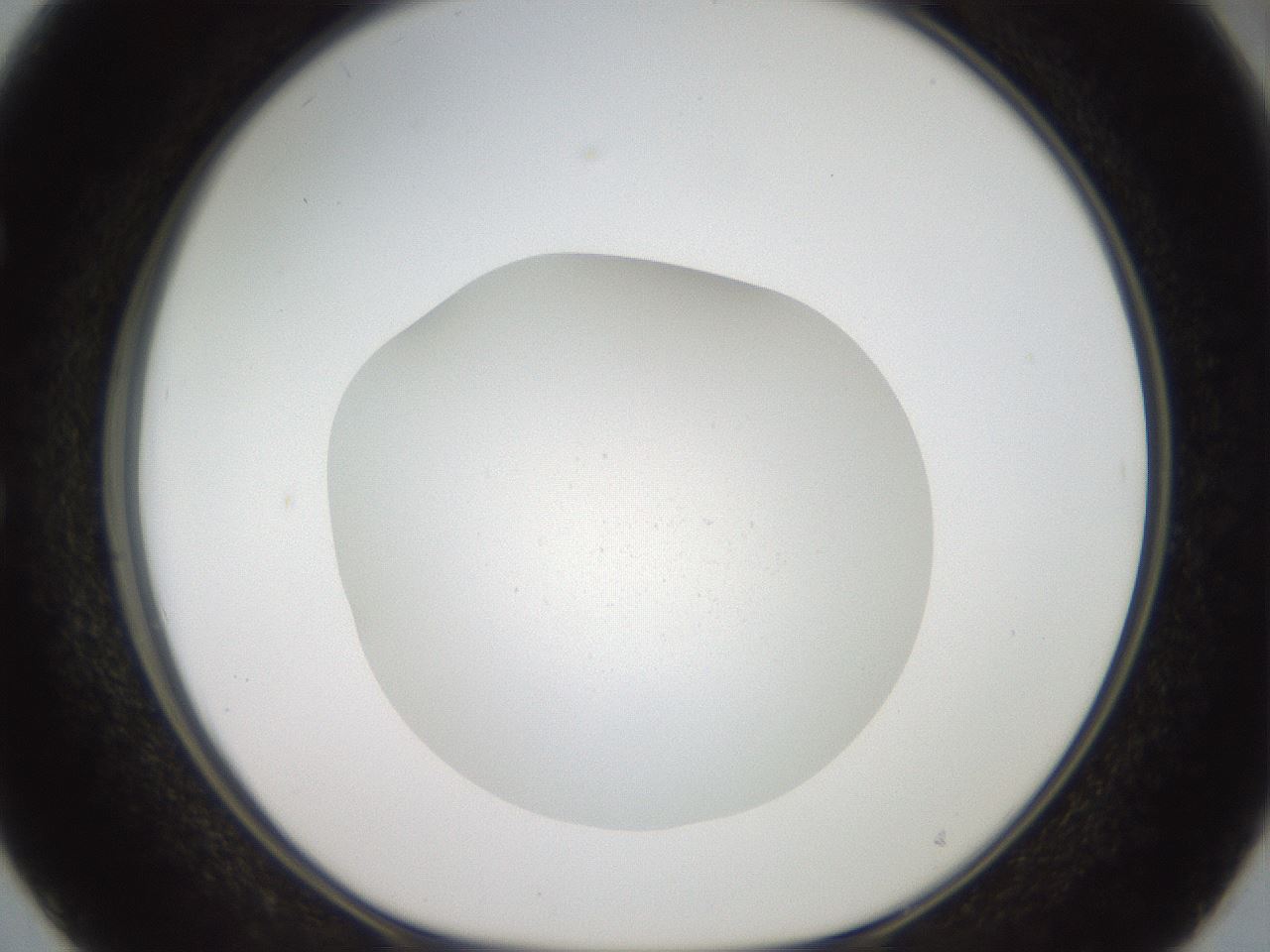 folderID41_plateID2041_batchID9006_wellNum50_profileID1_d1_r137369_ef.jpg
