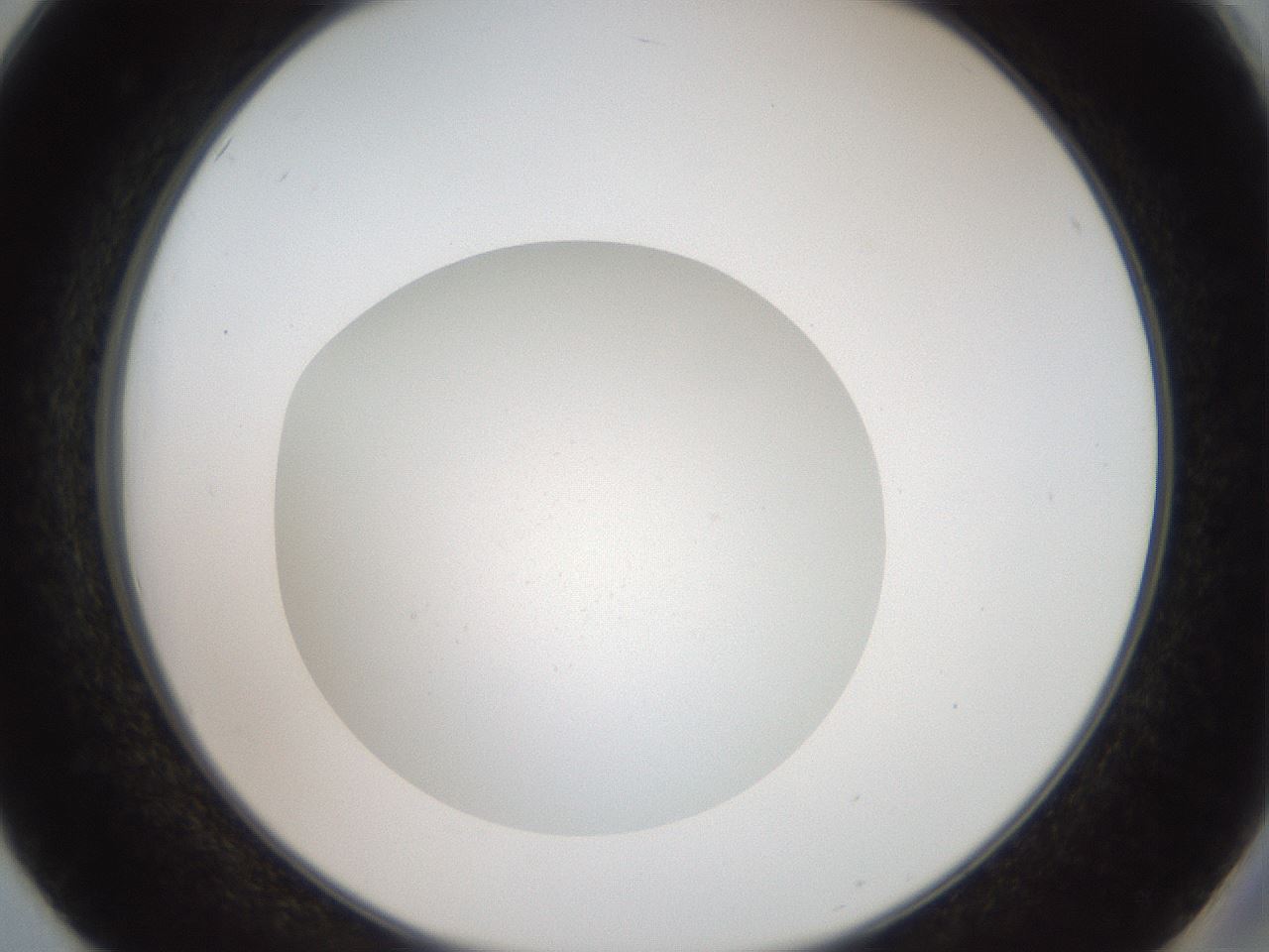 folderID41_plateID2041_batchID9006_wellNum50_profileID1_d2_r137370_ef.jpg