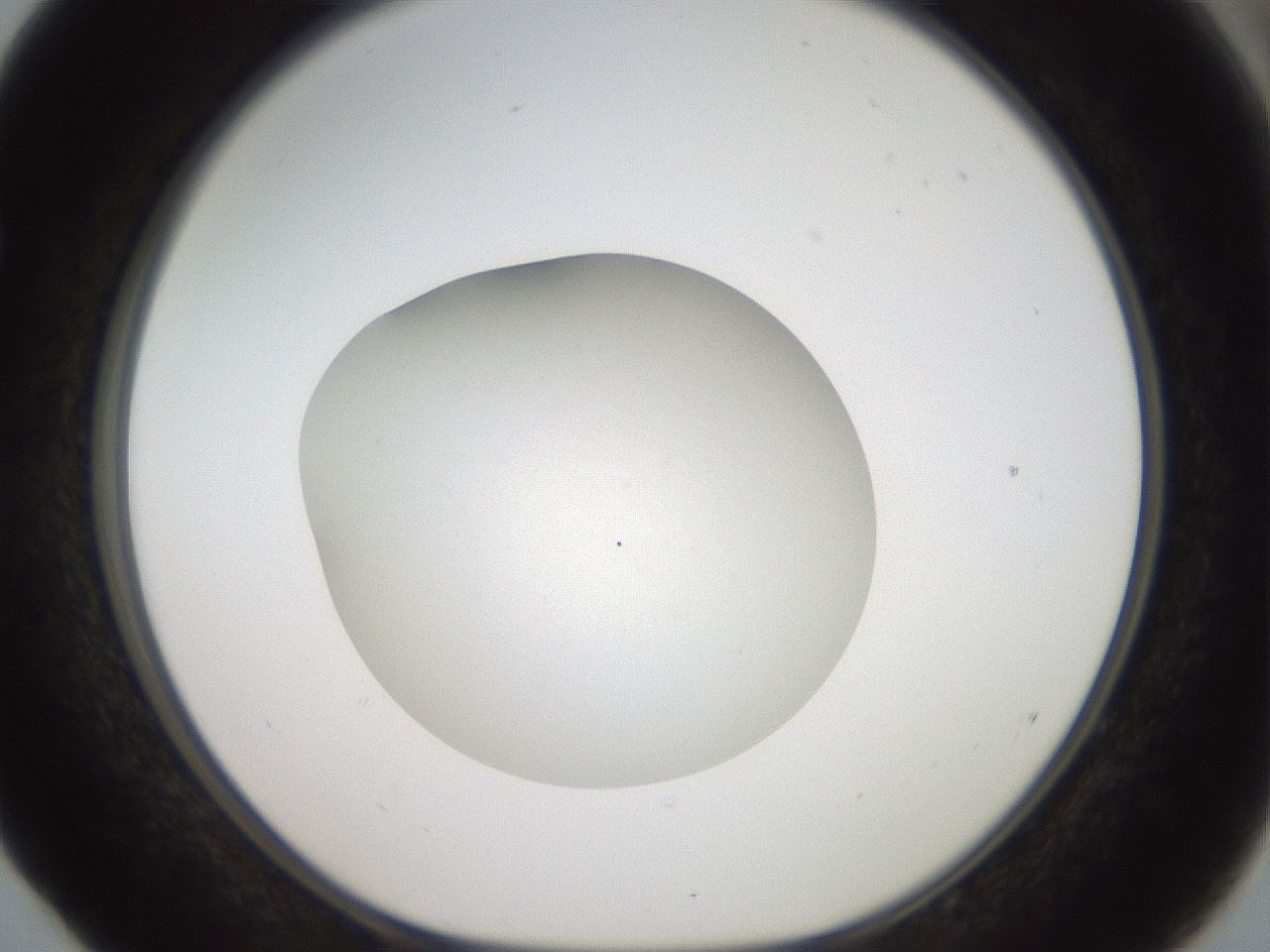 folderID41_plateID2041_batchID9006_wellNum52_profileID1_d1_r137373_ef.jpg