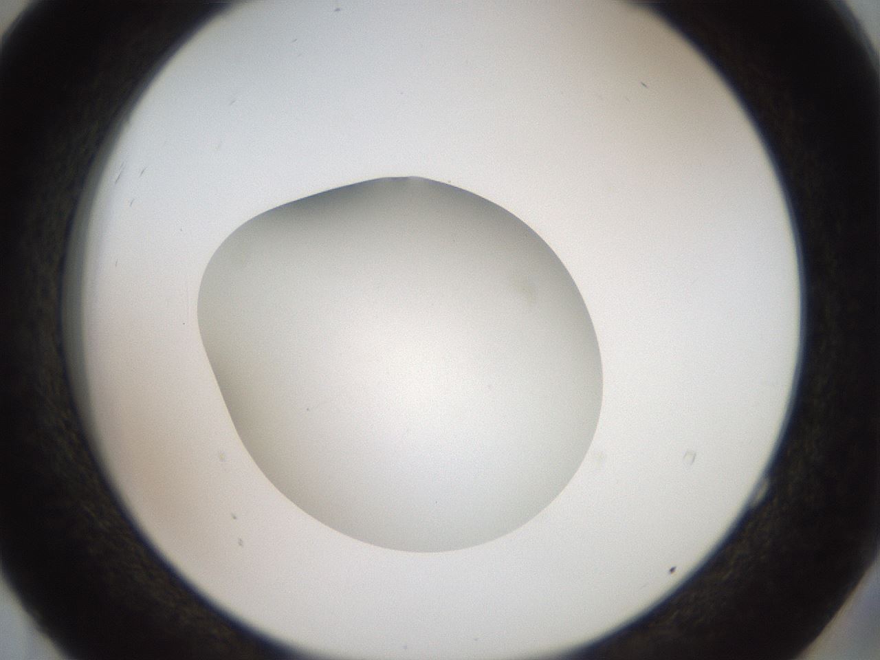 folderID41_plateID2041_batchID9006_wellNum52_profileID1_d2_r137374_ef.jpg