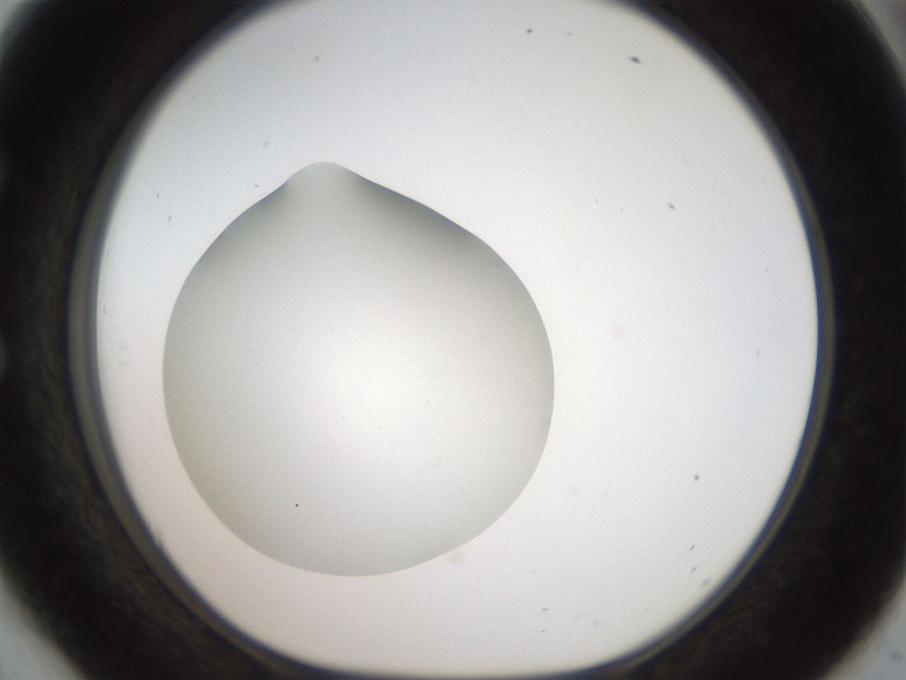 folderID41_plateID2041_batchID9006_wellNum54_profileID1_d1_r137377_ef.jpg