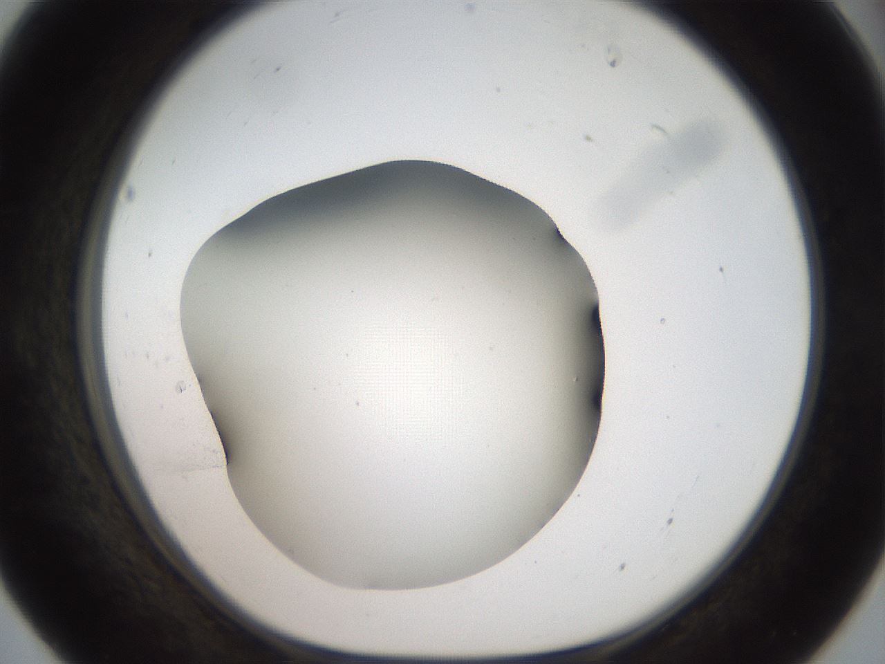 folderID41_plateID2041_batchID9006_wellNum55_profileID1_d1_r137379_ef.jpg