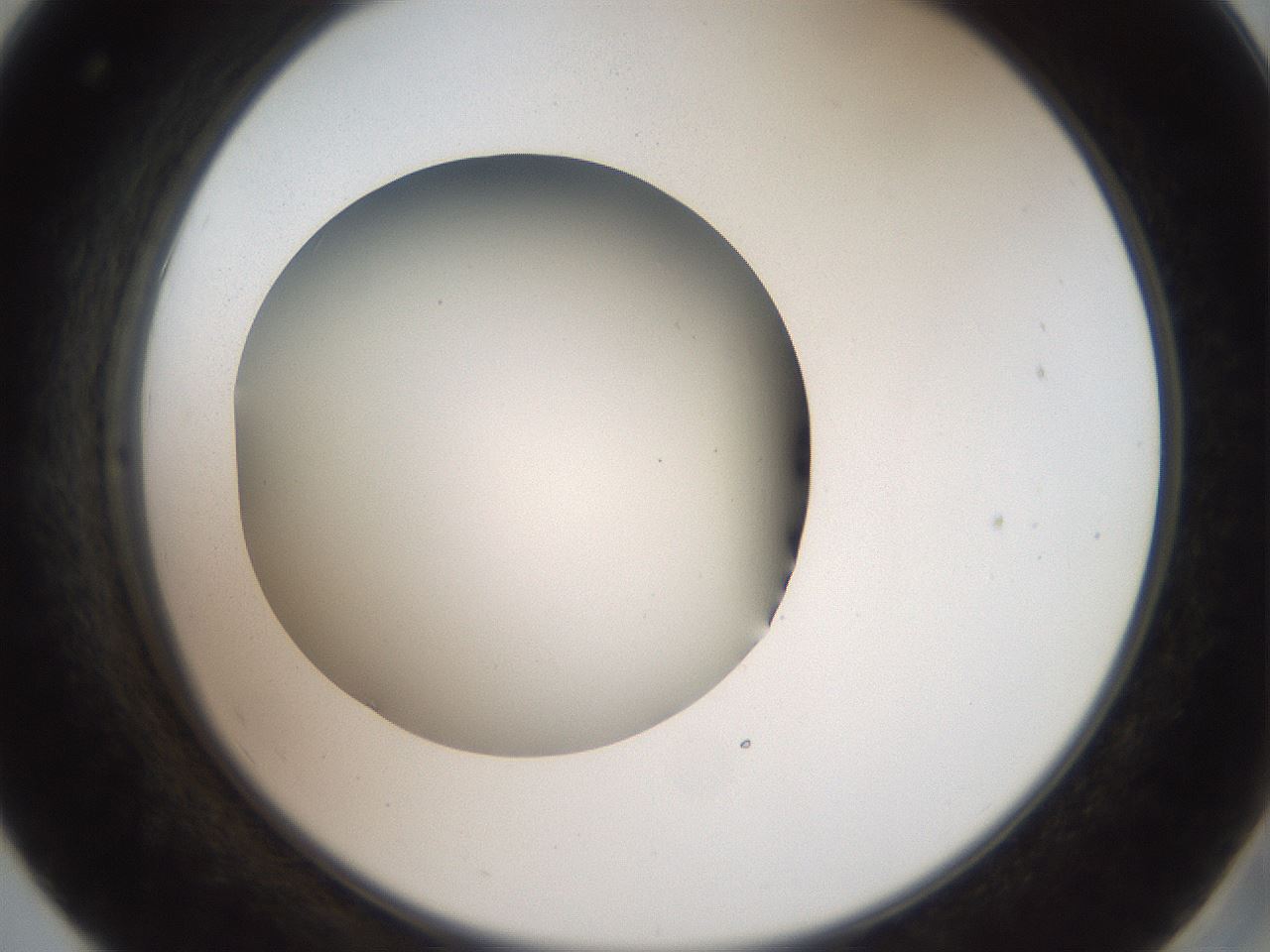 folderID41_plateID2041_batchID9006_wellNum55_profileID1_d2_r137380_ef.jpg