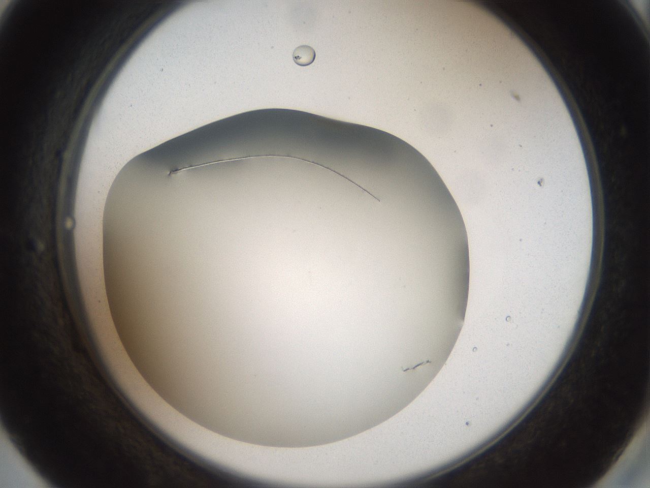folderID41_plateID2041_batchID9006_wellNum57_profileID1_d2_r137384_ef.jpg