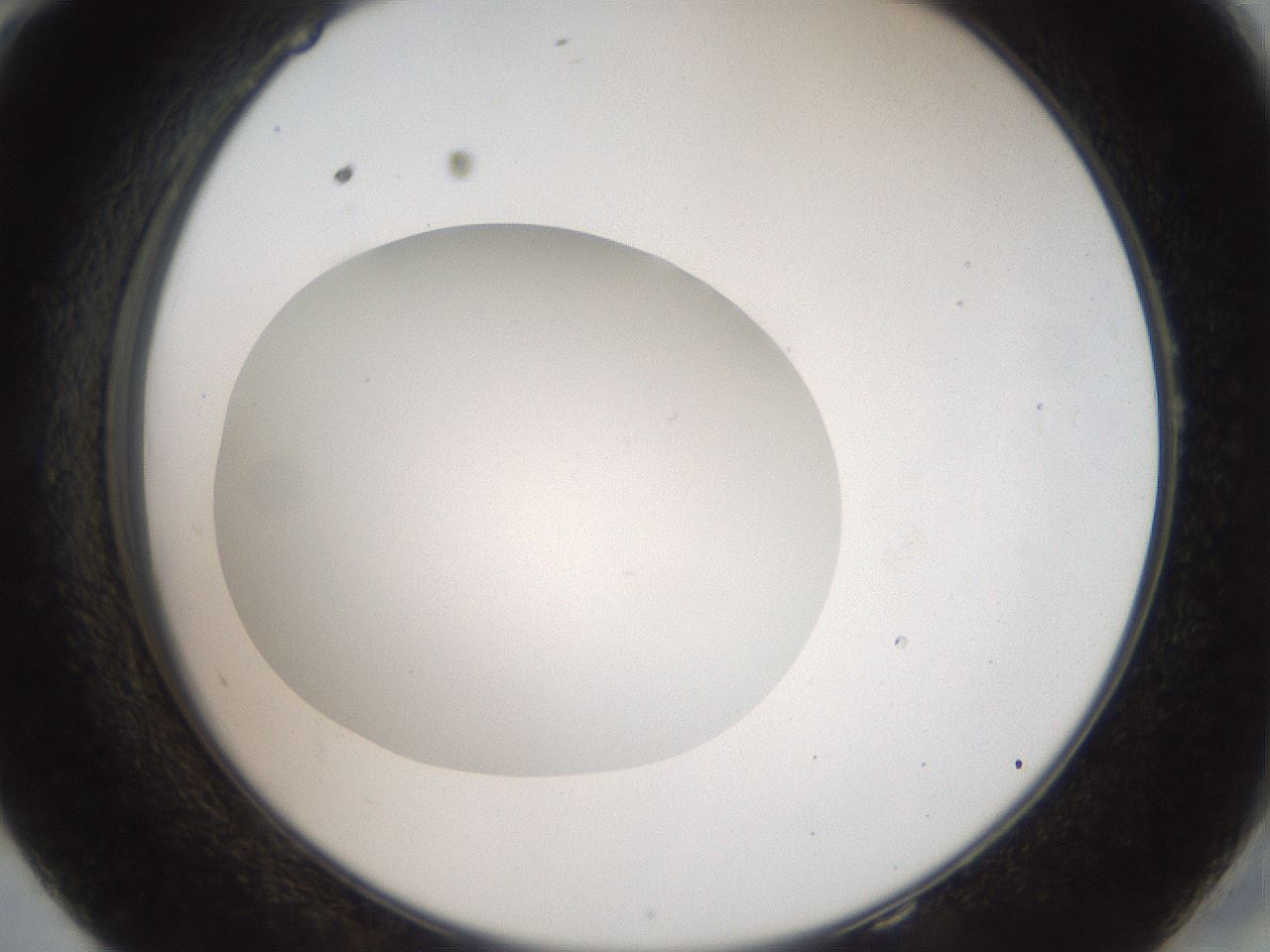 folderID41_plateID2041_batchID9006_wellNum58_profileID1_d2_r137386_ef.jpg