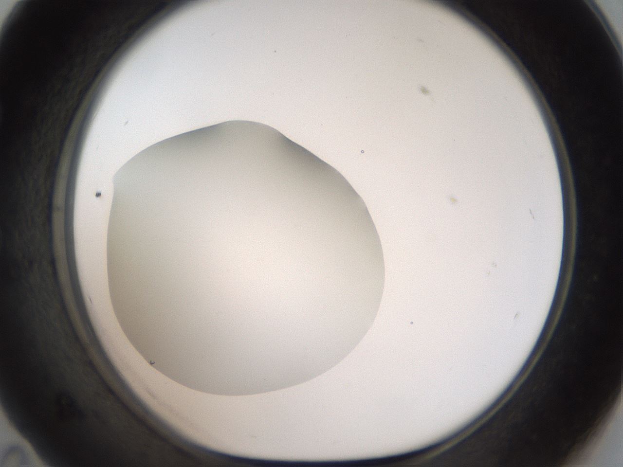 folderID41_plateID2041_batchID9006_wellNum59_profileID1_d1_r137387_ef.jpg