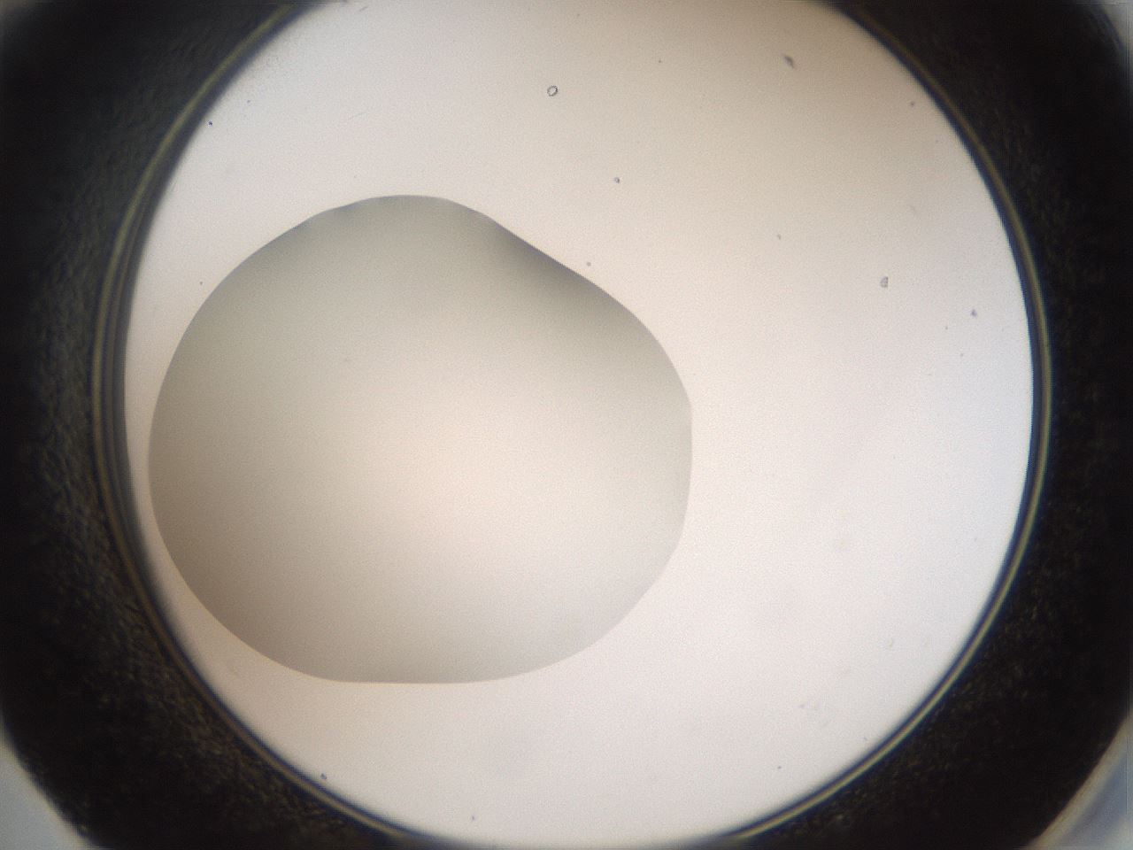 folderID41_plateID2041_batchID9006_wellNum59_profileID1_d2_r137388_ef.jpg