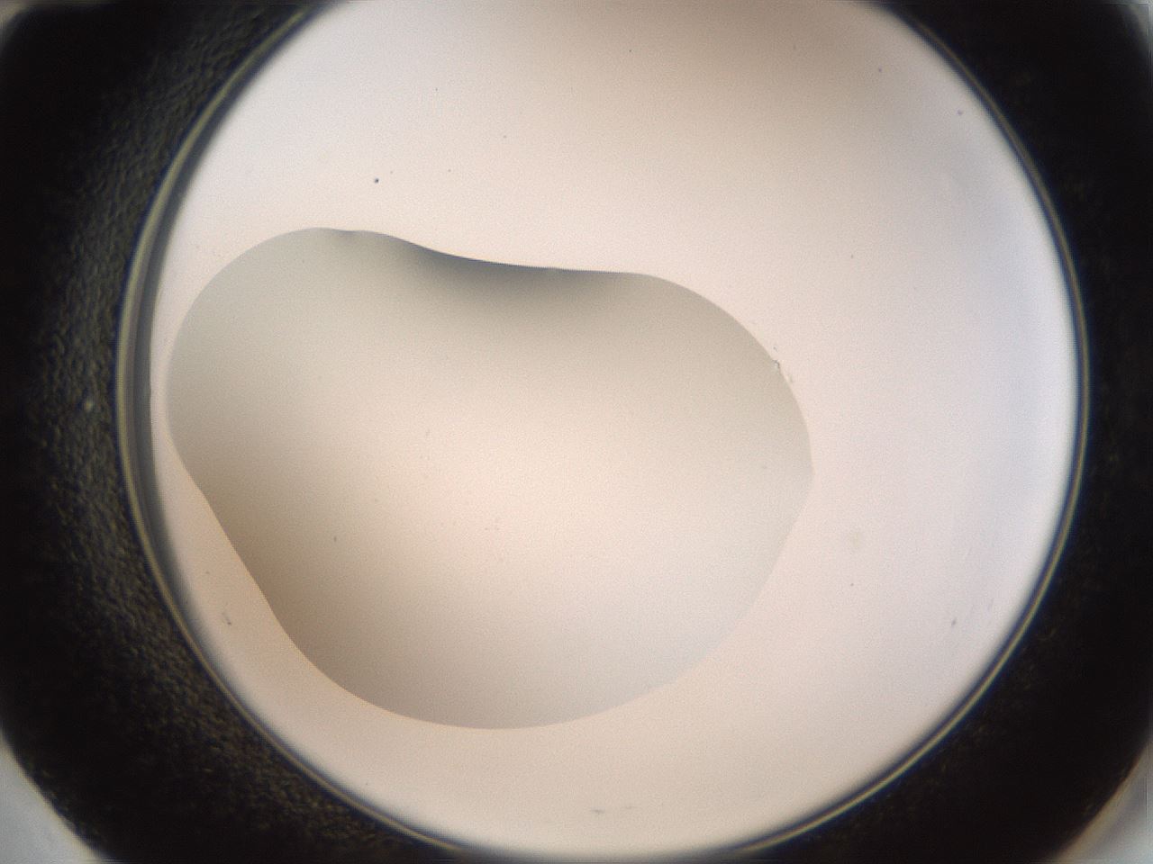 folderID41_plateID2041_batchID9006_wellNum60_profileID1_d2_r137390_ef.jpg