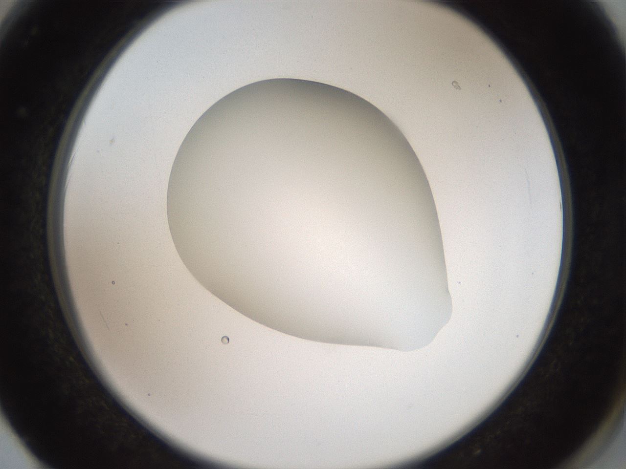 folderID41_plateID2041_batchID9006_wellNum62_profileID1_d2_r137394_ef.jpg