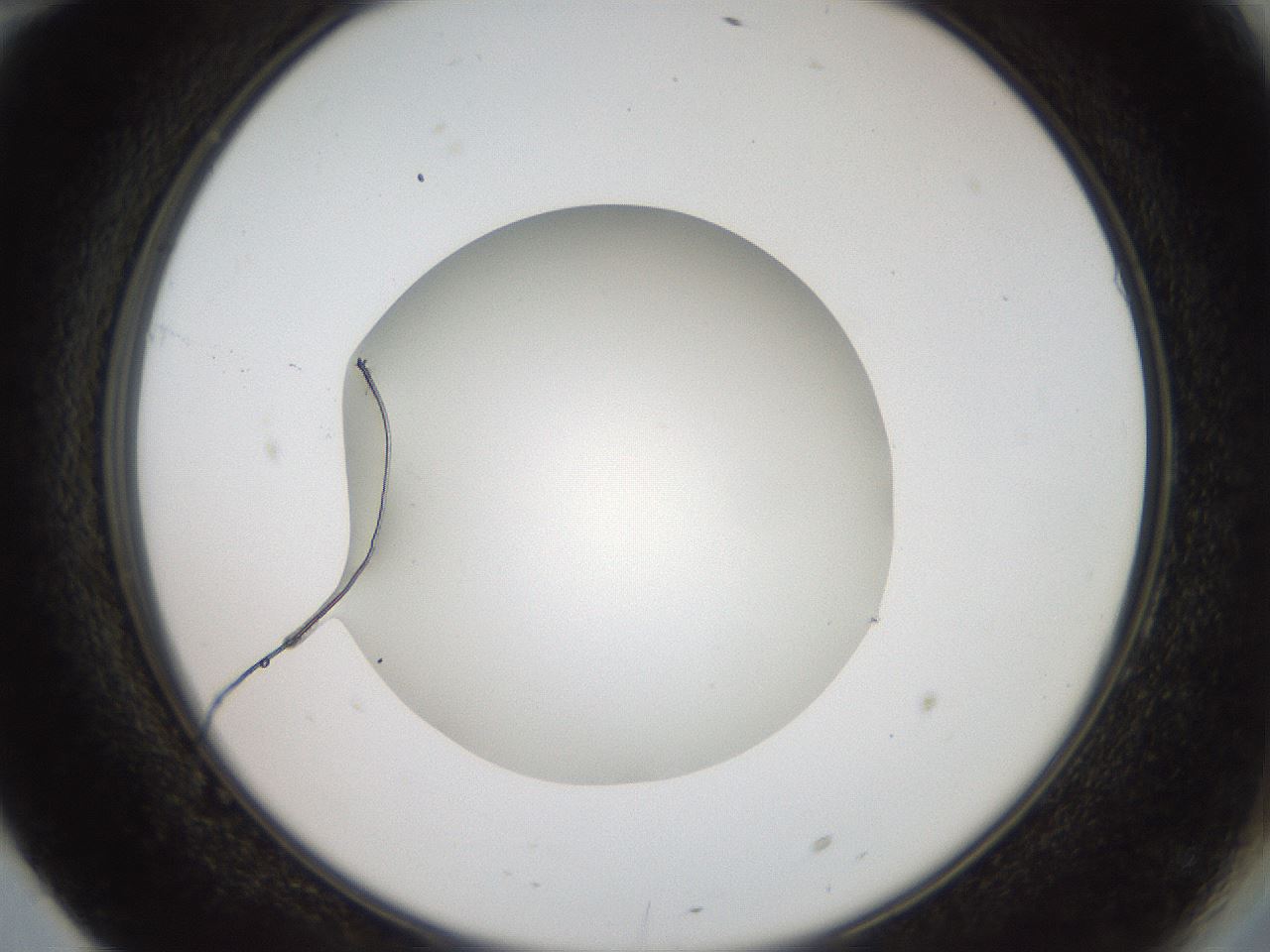folderID41_plateID2041_batchID9006_wellNum70_profileID1_d2_r137410_ef.jpg