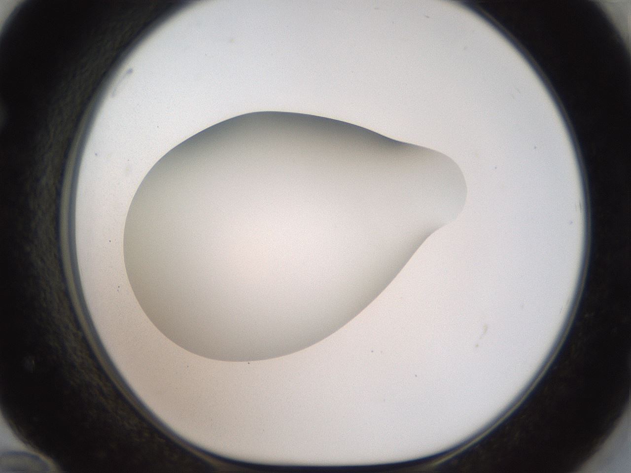 folderID41_plateID2041_batchID9006_wellNum72_profileID1_d1_r137413_ef.jpg