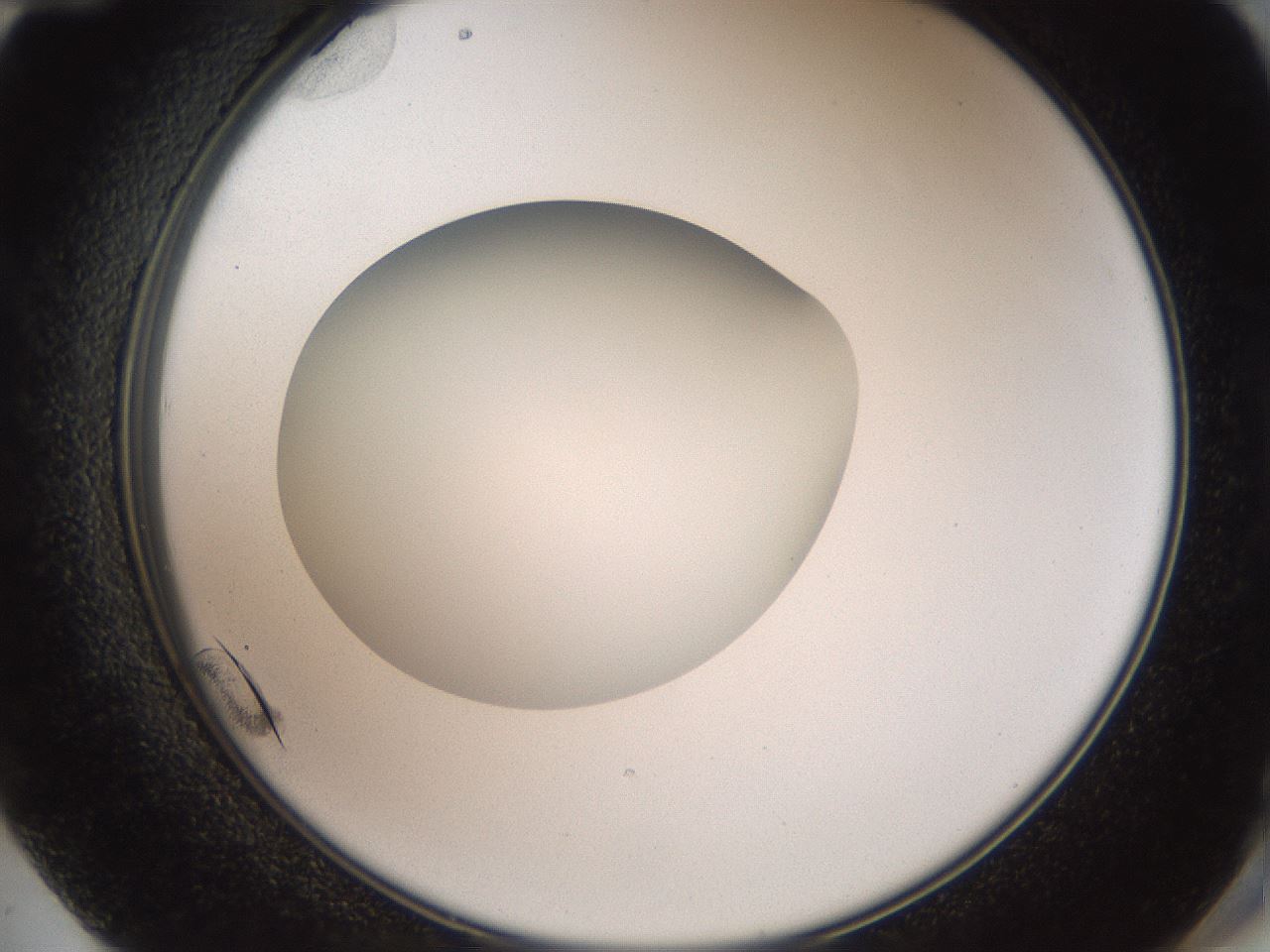 folderID41_plateID2041_batchID9006_wellNum72_profileID1_d2_r137414_ef.jpg