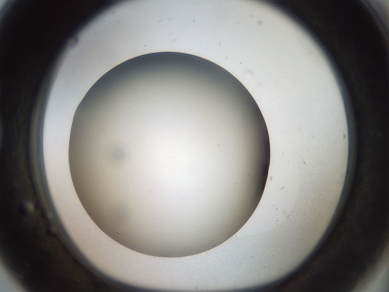 folderID41_plateID2041_batchID9006_wellNum80_profileID1_d1_r137429_ef.jpg