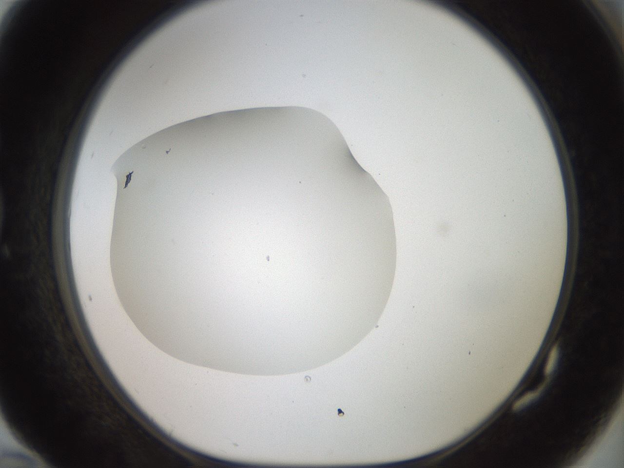 folderID41_plateID2041_batchID9006_wellNum82_profileID1_d1_r137433_ef.jpg