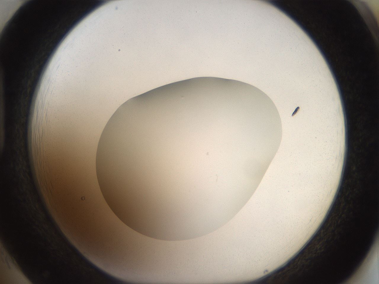 folderID41_plateID2041_batchID9006_wellNum85_profileID1_d1_r137439_ef.jpg
