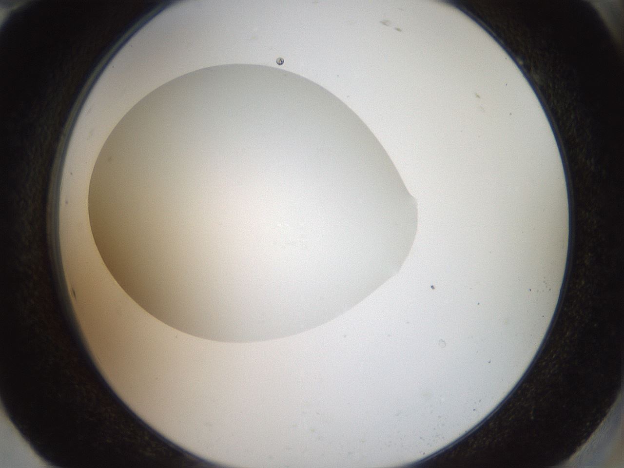 folderID41_plateID2041_batchID9006_wellNum94_profileID1_d2_r137458_ef.jpg