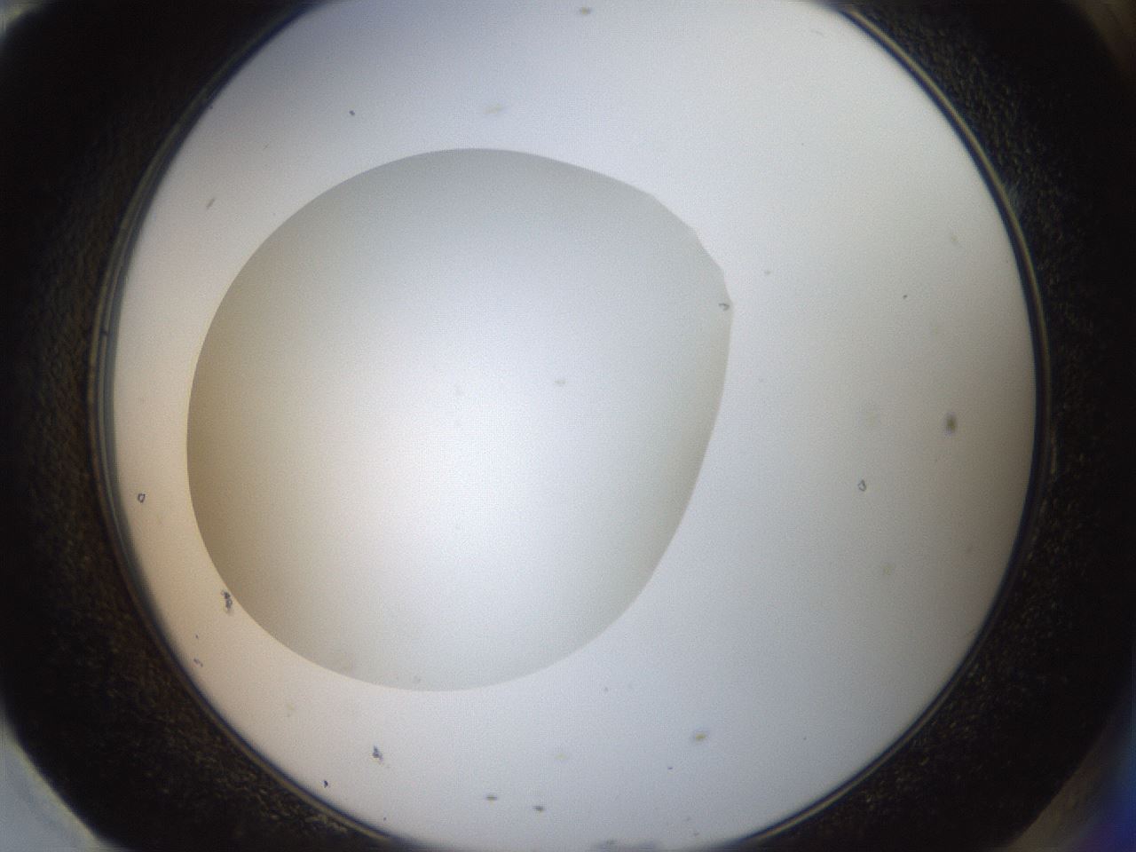 folderID41_plateID2041_batchID9006_wellNum95_profileID1_d2_r137460_ef.jpg