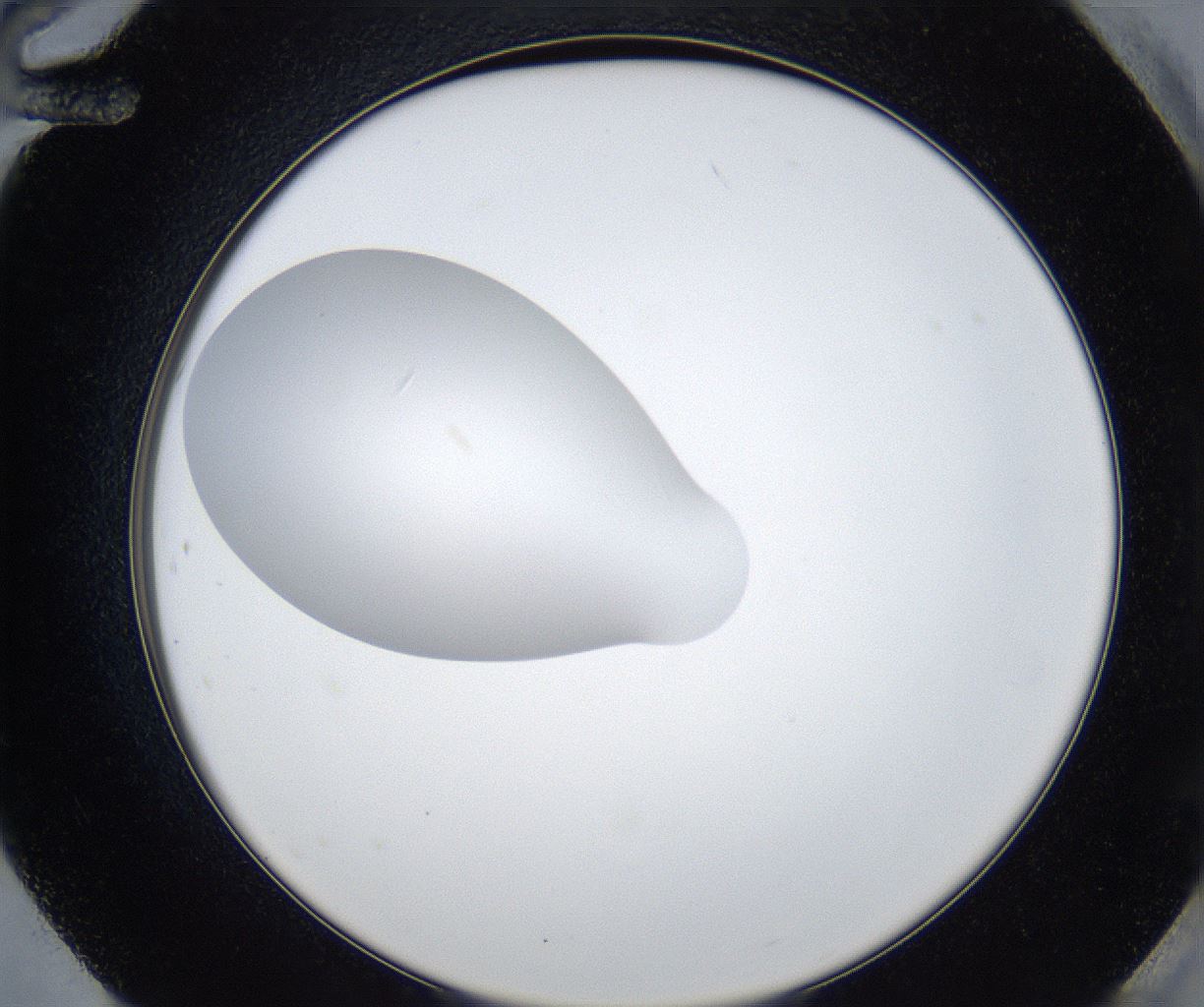 folderID420_plateID2420_batchID11661_wellNum84_profileID1_d2_r179623_ef.jpg